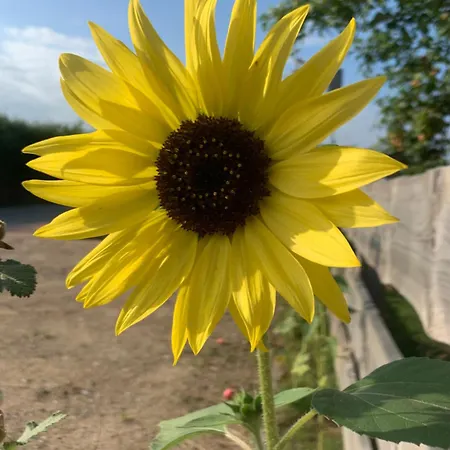 Pod Dzika Jablonia *