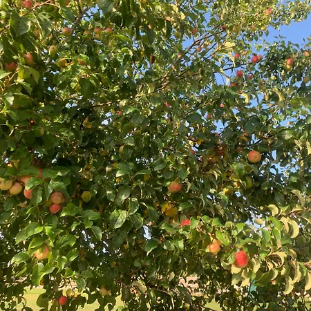 Pod Dzika Jablonia Casa de Férias