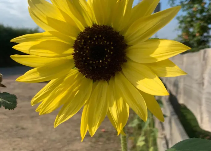 Pod Dzika Jablonia *